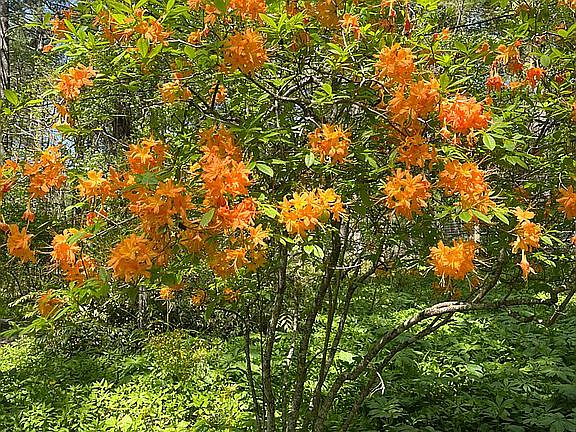 Flame azalea