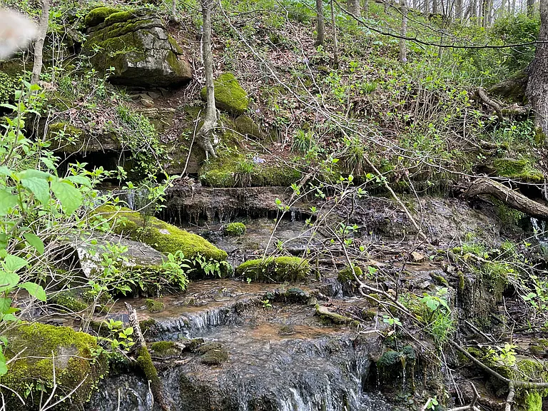 While our lake is small, it is spring fed -- and you can find the springs in the woods