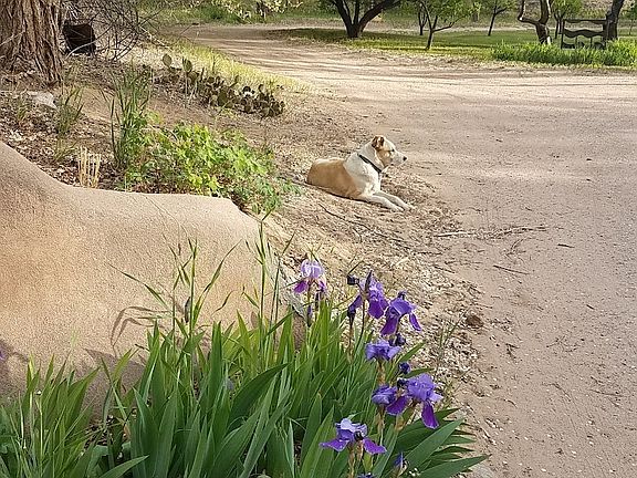 Springtime view of lounging pup and iris! Your well-behaved pooch is welcome with an additional monthly fee.