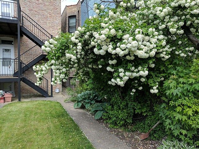 2nd image of 2523 N Kimball Ave #1