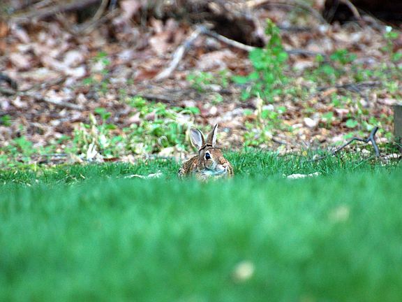 Thumper2 BkYrd Owner Taken.