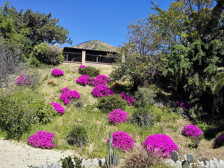 Backyard View