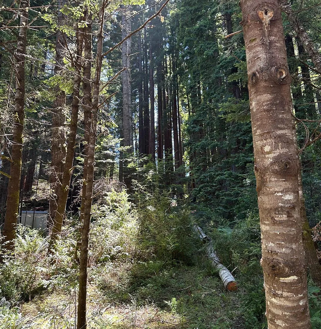 10181 Sorcerer Wood - Photo 2