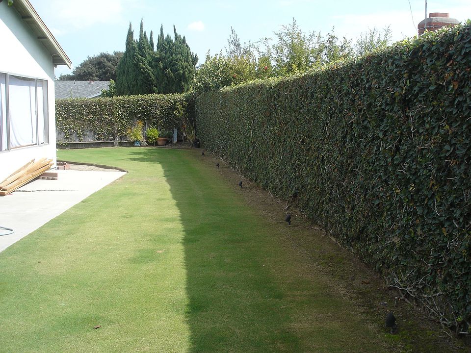 Back yard