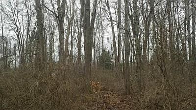 2nd image of Tulip Rd