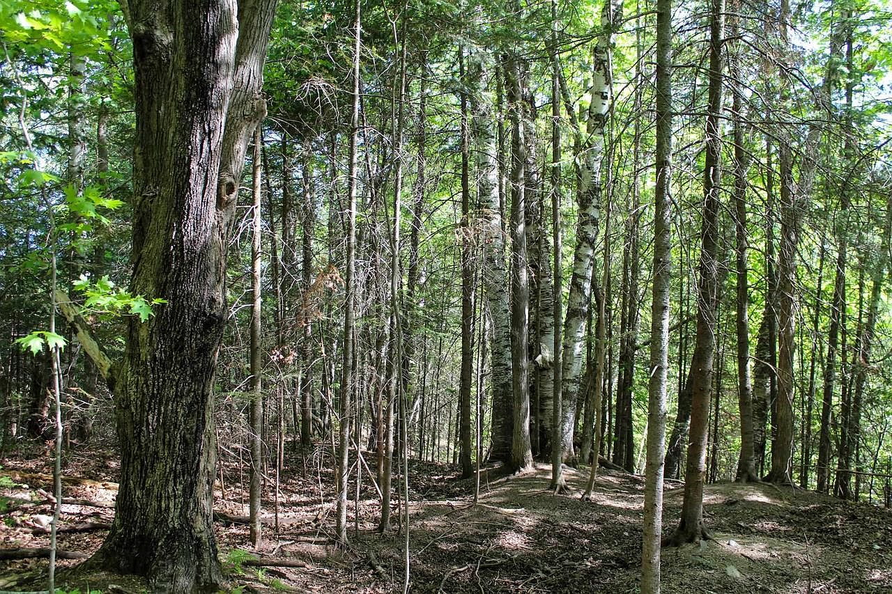 35.09 Acres KENNEDY STREET, Rib Lake, WI 54470 Zillow