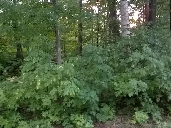 Birch, Maples & Pines