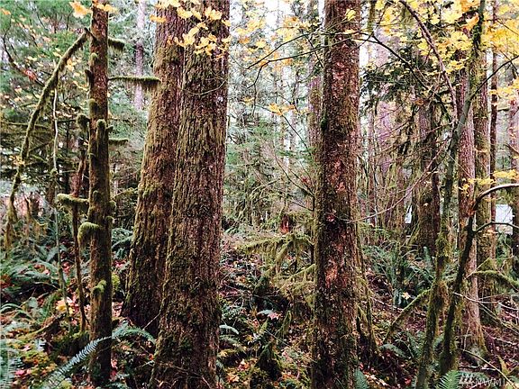 Young and Old trees