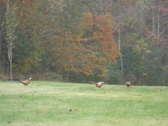 pheasants in backyard