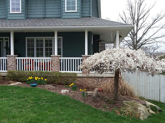Weeping Cherry