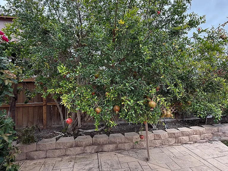 3460 Pleasant Vale Dr — Photo 37