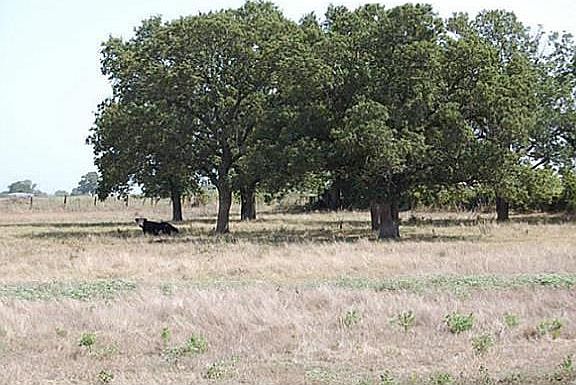 4th image of 1392 Lipan Hwy
