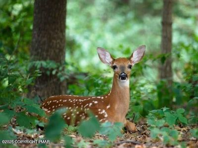 LOT 11 Wild Cherry Ln, Tobyhanna, PA, 18466