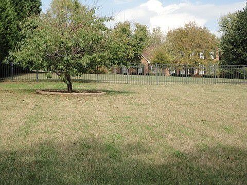 View of open side yard and peach trees