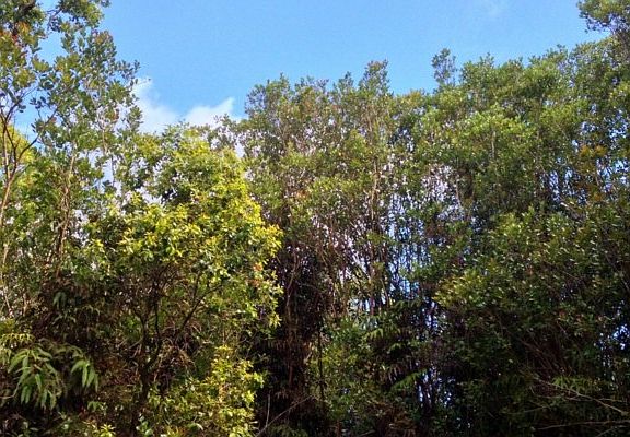 2nd image of Maui St Lot 1