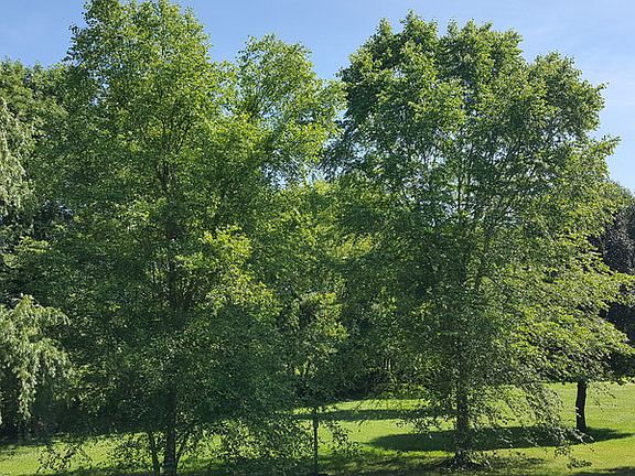 Mature trees
						:
						Mature trees give lots of shade and privacy!