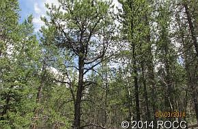 2nd image of 331 Mount Elbert Dr
