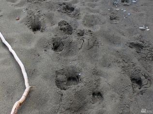 452 Kallman Rd, Forks, WA 98331