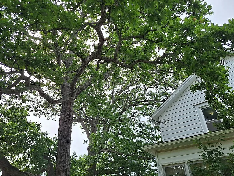 house is in residential neighborhood surrounded by lovely trees