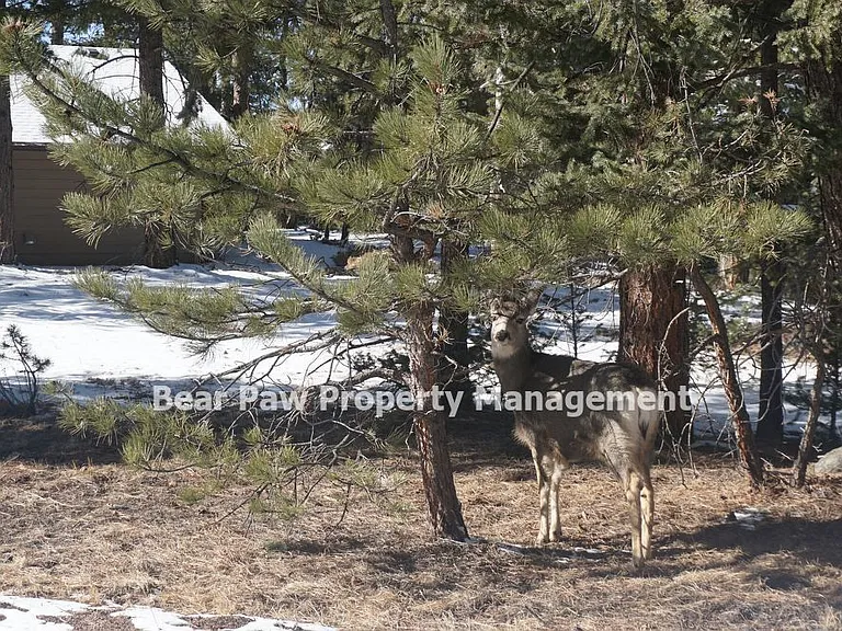 6445 Olympus Dr — Photo 39