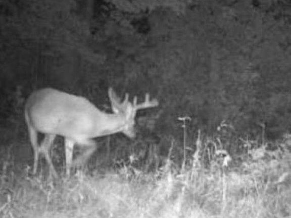 2nd image of Eland Rd #1