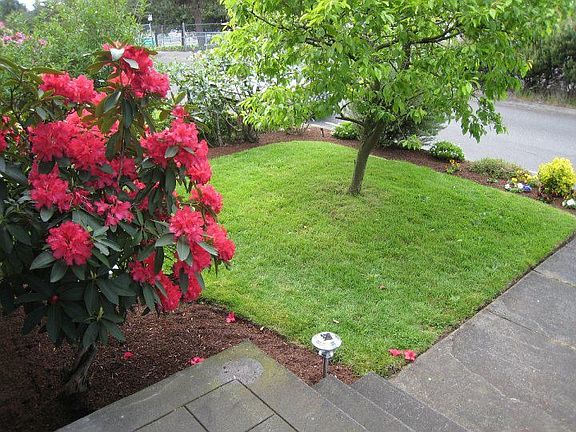 Front yard