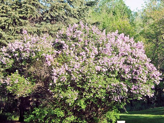 Lilac bush in bloom, beautiful garden areas