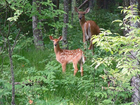Yard Visitors