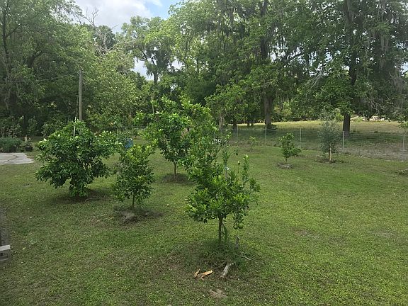 Growing citrus trees