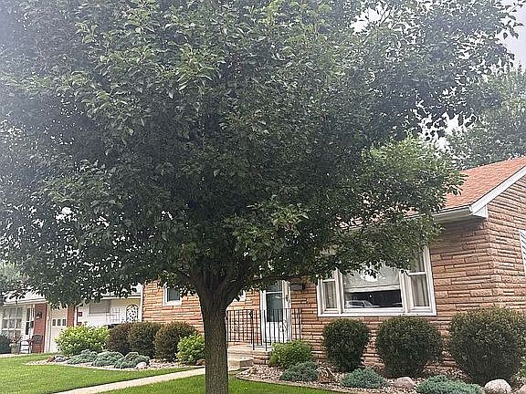 Mature Shade Tree