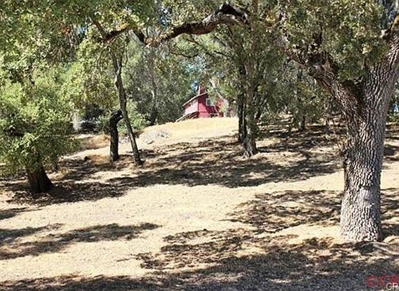 View of home and some of the 40+ oak trees from the road