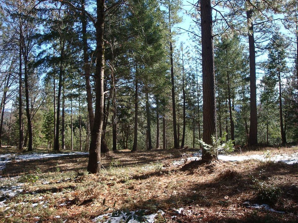 2nd image of Foresthill