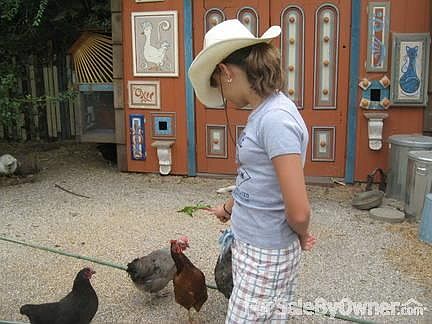 Backyard chicken coop and shed