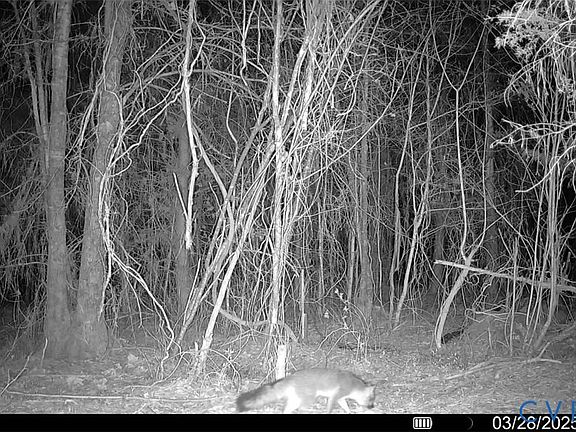 5th image of N/a Doswell Town Rd