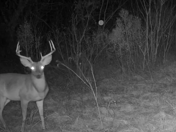 Reeves Rd, Garrison, TX 75946