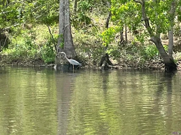 River Pines Ext, Springfield, LA 70462