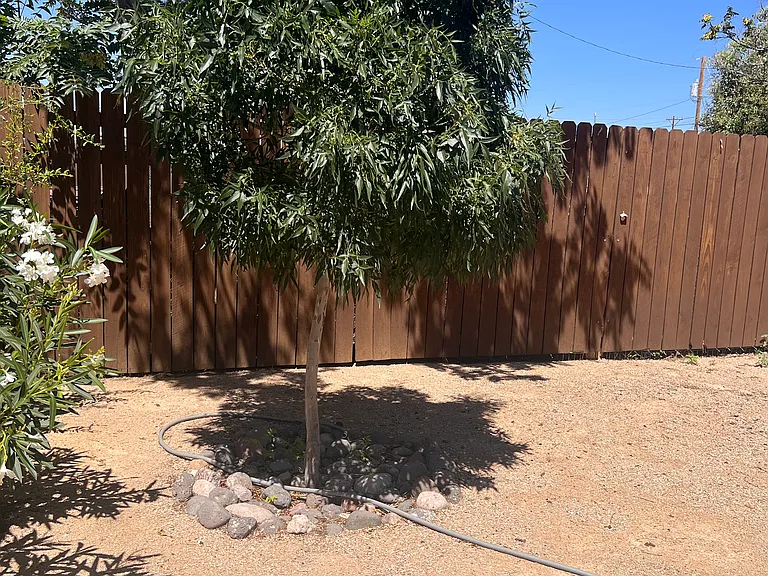 another view of backyard