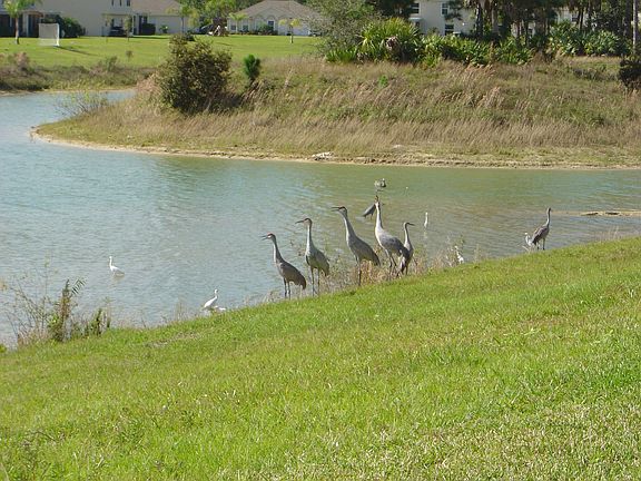 Backyard Lake, wildlife abounds