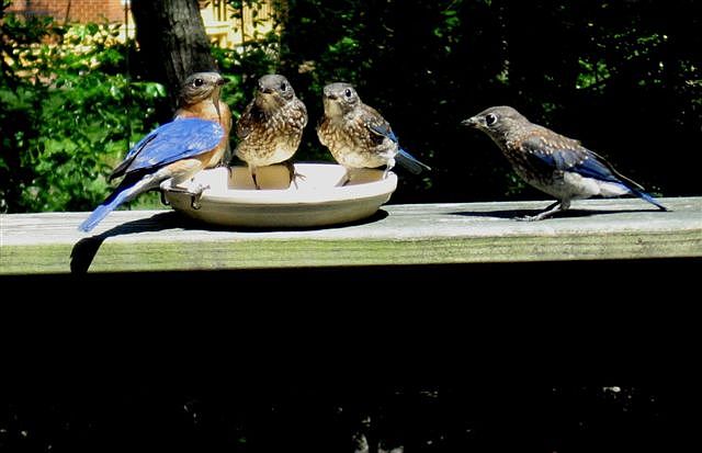 perennial guests if fed well