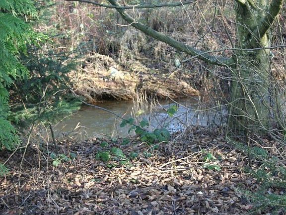 Backyard creek
