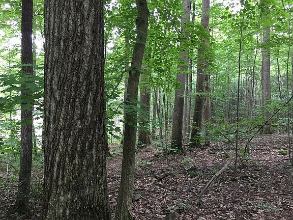 Pristine WV forest