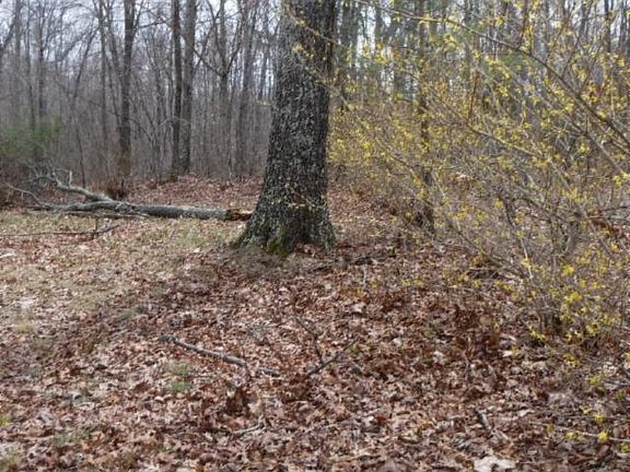 4th image of 964 Wildwood Rd