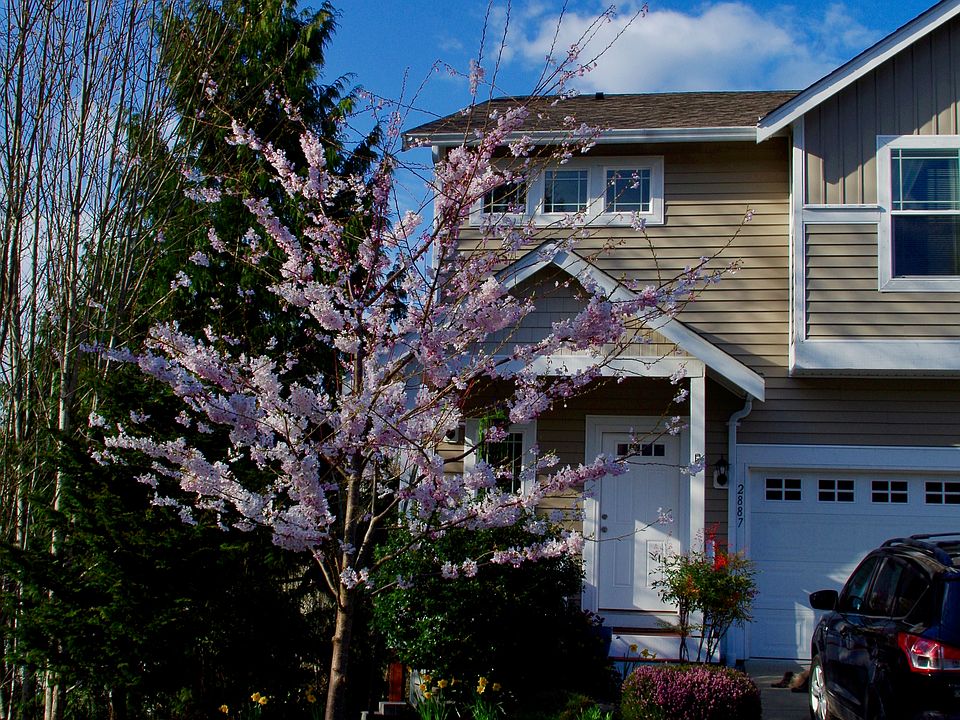 Cherry tree brightens spring