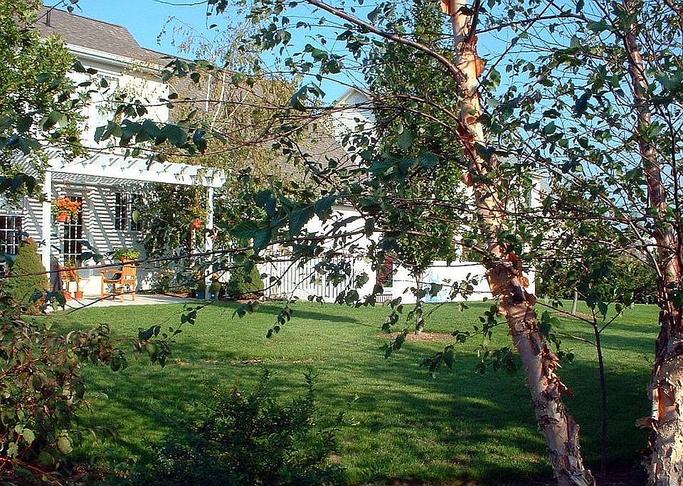 View of backyard