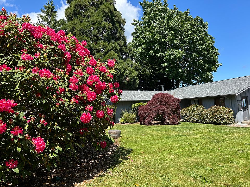 One of several mature rhodies in bloom looking back at the house.