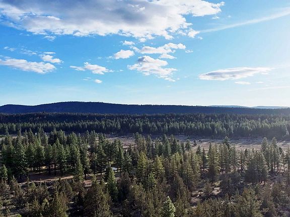 4th image of Canvasback