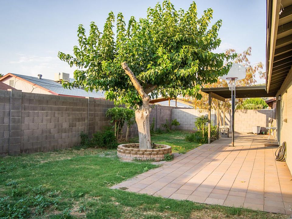 backyard 1