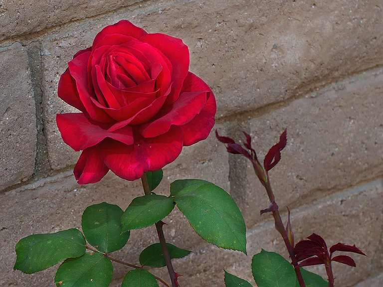 Red rose in the garden.