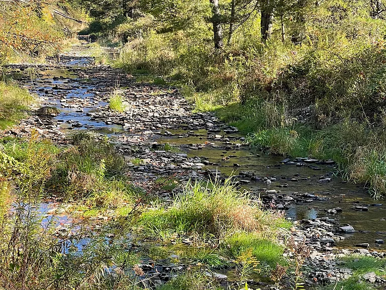 Creek back of yard