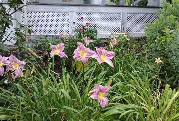 Daylillies in bloom